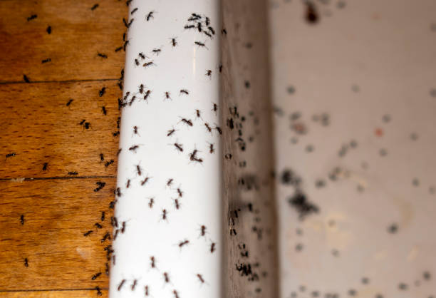 Best Emergency Pest Control  in Lakeville, MN